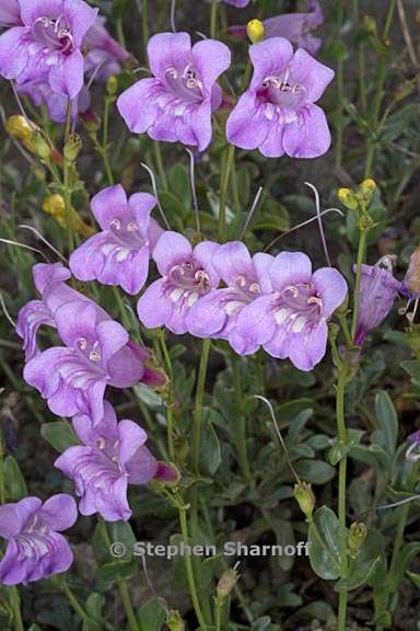 penstemon azureus var azureus 10 graphic